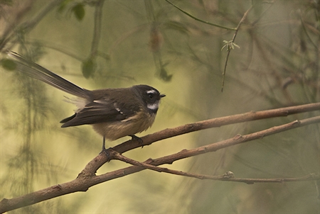 cropped fantail.jpg